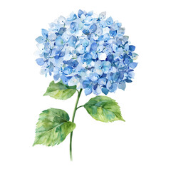 Beautiful Hydrangea Flower with Green Leaves Isolated Hand Drawn Watercolor Painting Illustration