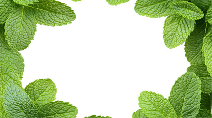 Green Mint Leaves Bordering Isolated Transparent Background Photo