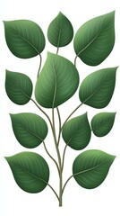Fototapeta premium A collection of vibrant green leaves arranged artistically. Perfect for nature-themed designs, eco-friendly projects, and botanical illustrations.