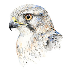 Fototapeta premium Detailed Falcon Head Portrait Side View Isolated Hand Drawn Watercolor Painting Illustration