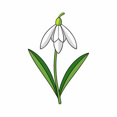 Obraz premium snowdrops isolated on white