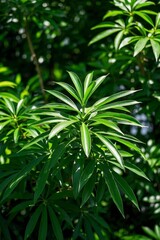 there is a green plant with leaves growing in the middle of the forest