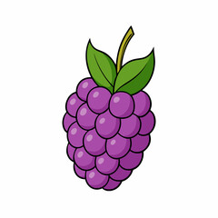 vector illustration of a raspberry