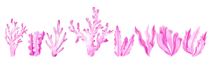Pink seaweed, algae, reef, sea plants hand drawn watercolor illustration on isolated background. Underwater plant
