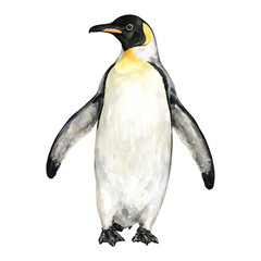 Emperor Penguin Full Body Standing Up Isolated Hand Drawn Watercolor Painting Illustration