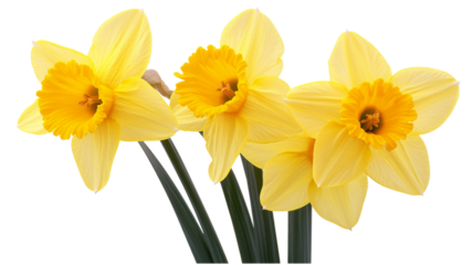 Three vibrant yellow daffodils blooming on transparent background