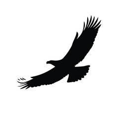 eagle vector illustration