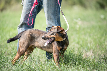Rescued dog on the meadow during obedience and socialization training. Dog are also photographed in purpose of adoption