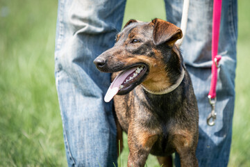 Rescued dog on the meadow during obedience and socialization training. Dog are also photographed in purpose of adoption