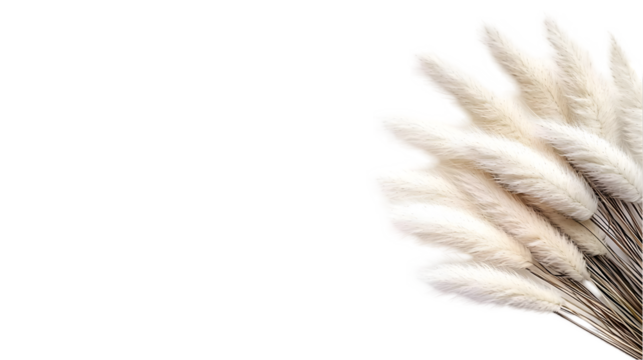 Isolated Bunny Tails Illustration with White Fluffy Dried Flowers against Black Background