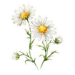 Fototapeta premium Blooming Daisy Flowers with Green Stems Isolated Hand Drawn Watercolor Painting Illustration