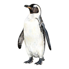 Gentoo Penguin Standing in Full Body Isolated Hand Drawn Watercolor Painting Illustration
