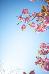 カンザンと青空