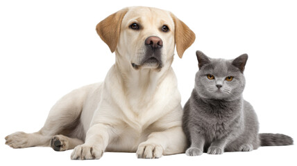 Labrador retriever and british shorthair cat sitting together on transparent background