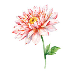 Obraz premium Elegant Pink Chrysanthemum Flower with Green Leaf Isolated Hand Drawn Watercolor Painting Illustration