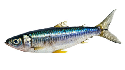 Fototapeta premium Small fish isolated on transparent background showing fins and scales