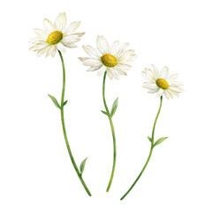 Fototapeta premium Three White Daisy Flowers with Green Stems Isolated Hand Drawn Watercolor Painting Illustration