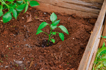 Young pepper plant is freshly planted in rich, dark soil of garden bed during spring season.