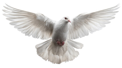 White dove flying with open wings on transparent background