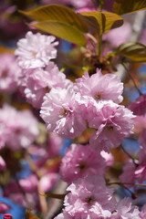 Fototapeta premium Fiori di ciliegio