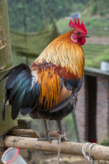 Gallo en una granja de Lao Chai, provincia de Sa Pa en Vietnam
