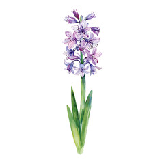 Obraz premium Beautiful Hyacinth Flower with Leaves Isolated Hand Drawn Watercolor Painting Illustration