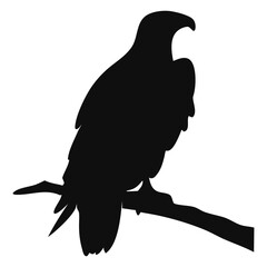 Fototapeta premium eagle bird silhouette image