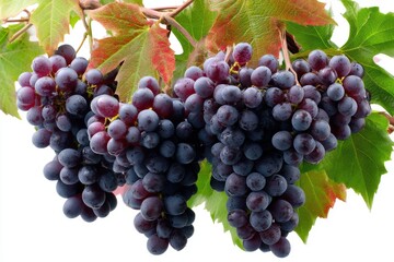 Fototapeta premium Ripe purple grapes with lush ivy leaves, isolated against a clean white background highlighting their rich color and texture