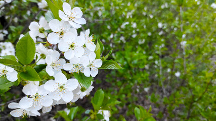 White cherry blossoms blooming in full spring glory with vibrant green foliage in a serene natural garden landscape