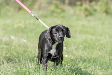 Rescued dog on the meadow during obedience and socialization training. Dog are also photographed in purpose of adoption