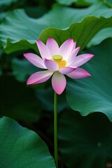 Fototapeta premium arafed pink flower with yellow center surrounded by green leaves