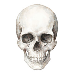 Obraz premium Skull Head Front View Detailed Anatomy Isolated Hand Drawn Watercolor Painting Illustration