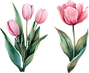 Fototapeta premium bouquet of pink tulips