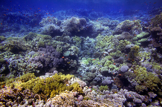 Coral Reef in the Red Sea with Lyretail Anthias, Red Sea. Egypt