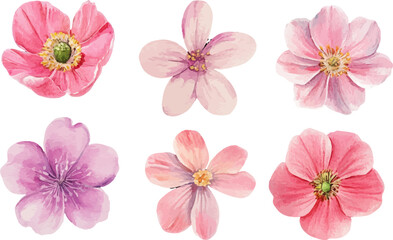 pink flowers isolated on white