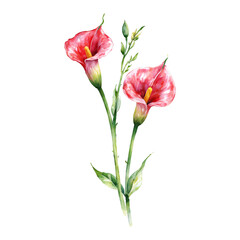 Fototapeta premium Two Pink Calla Lily Flowers with Green Stem Isolated Hand Drawn Watercolor Painting Illustration