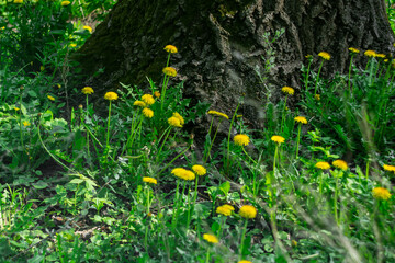 Yellow dandelions against the background of an old tree trunk.