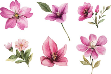 Fototapeta premium set of pink flowers