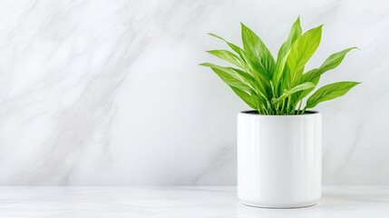 Peace Lily Plant in White Pot Minimalist Style High-Resolution Bright Lighting Side Profile View Lush Green Foliage Home Decor Still Life Bright White Background Ideal for Interior Design Blogs