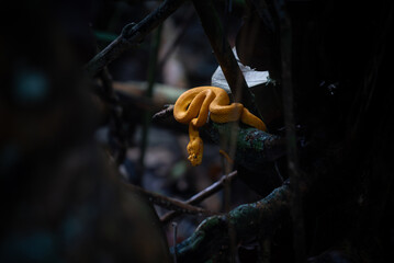 Close-up of Eyelash Viper on tree branch in Costa Rica rainforest