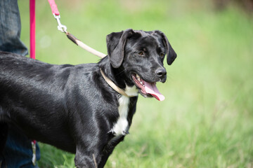 Rescued dog on the meadow during obedience and socialization training. Dog are also photographed in purpose of adoption