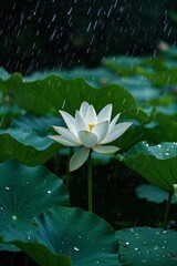 there is a white flower that is in the middle of a pond