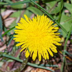 Bright yellow dandelion flower in green grass close-up.