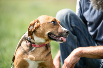 Obraz premium Rescued dog on the meadow during obedience and socialization training. Dog are also photographed in purpose of adoption