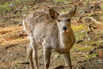 young deer in the woods
