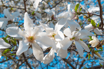Beautiful white flowers of Magnolia kobus. mokryeon kobus magnolia, kobushi magnolia. © bykot