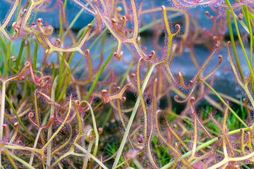 Drosera binata, the forked sundew, fork-leaved sundew. a carnivorous plant.