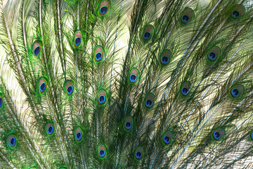 Fototapeta premium The Indian peafowl (Pavo cristatus), blue peafowl. the common peafowl spread its tail. Beautiful plumage.