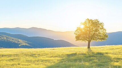 Peaceful mountain meadow at sunset. Sunlight highlights a solitary tree on a grassy field, with rolling hills in the background