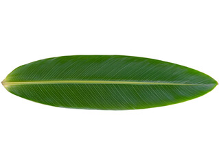 Obraz premium Realistic Isolated Green Leaf With Textured Surface on Transparent Background